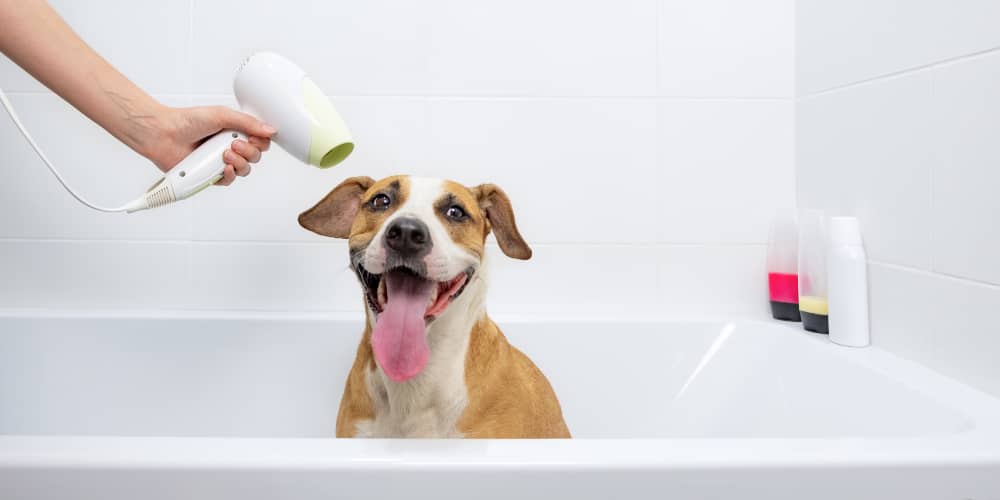 Scopri quando lavare un cucciolo di cane