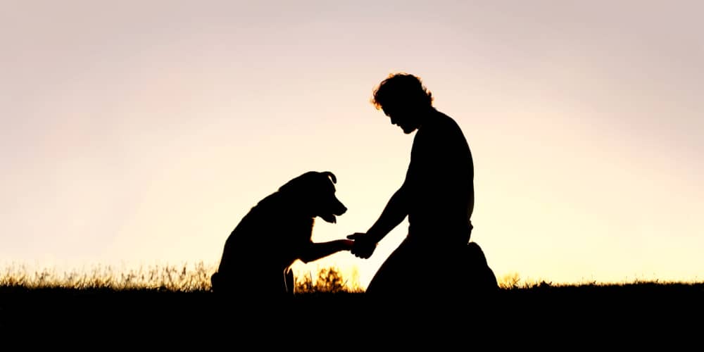 COME DIMOSTRARE AFFETTO AI CANI