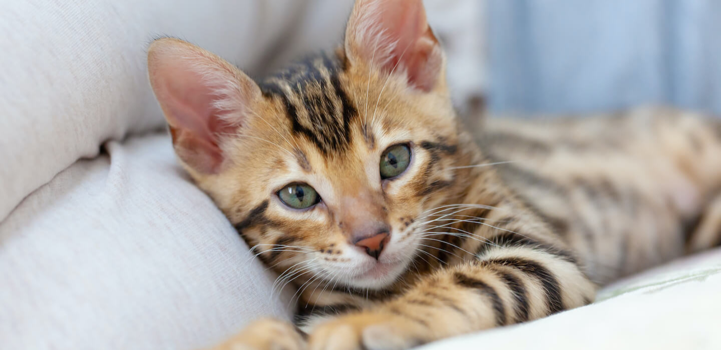 L’alimentazione dei gattini