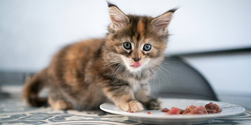 Quante volte al giorno deve mangiare un gatto?