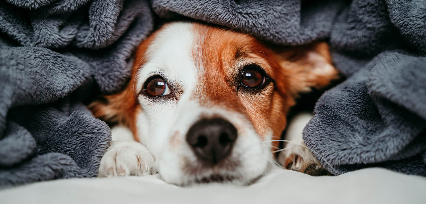 Anche i cani soffrono il freddo?