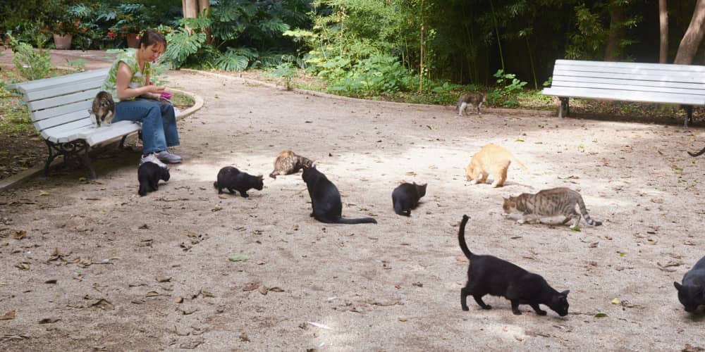 GATTO "RANDAGIO": COME VIVE?