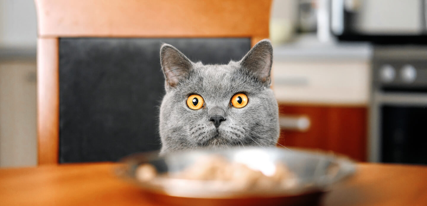 Tutti i vantaggi del cibo umido per gatti sterilizzati