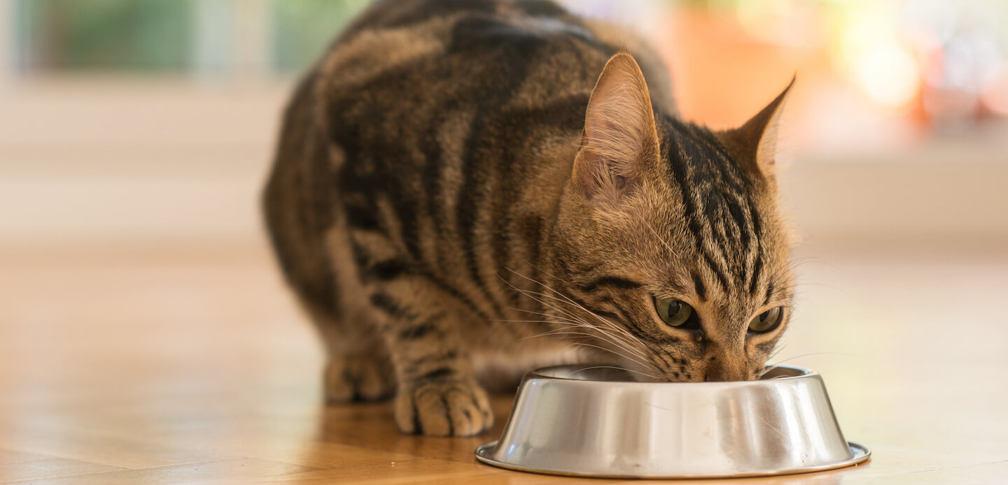 Mischiare croccantini e umido per gatti: benefici, dosi e consigli