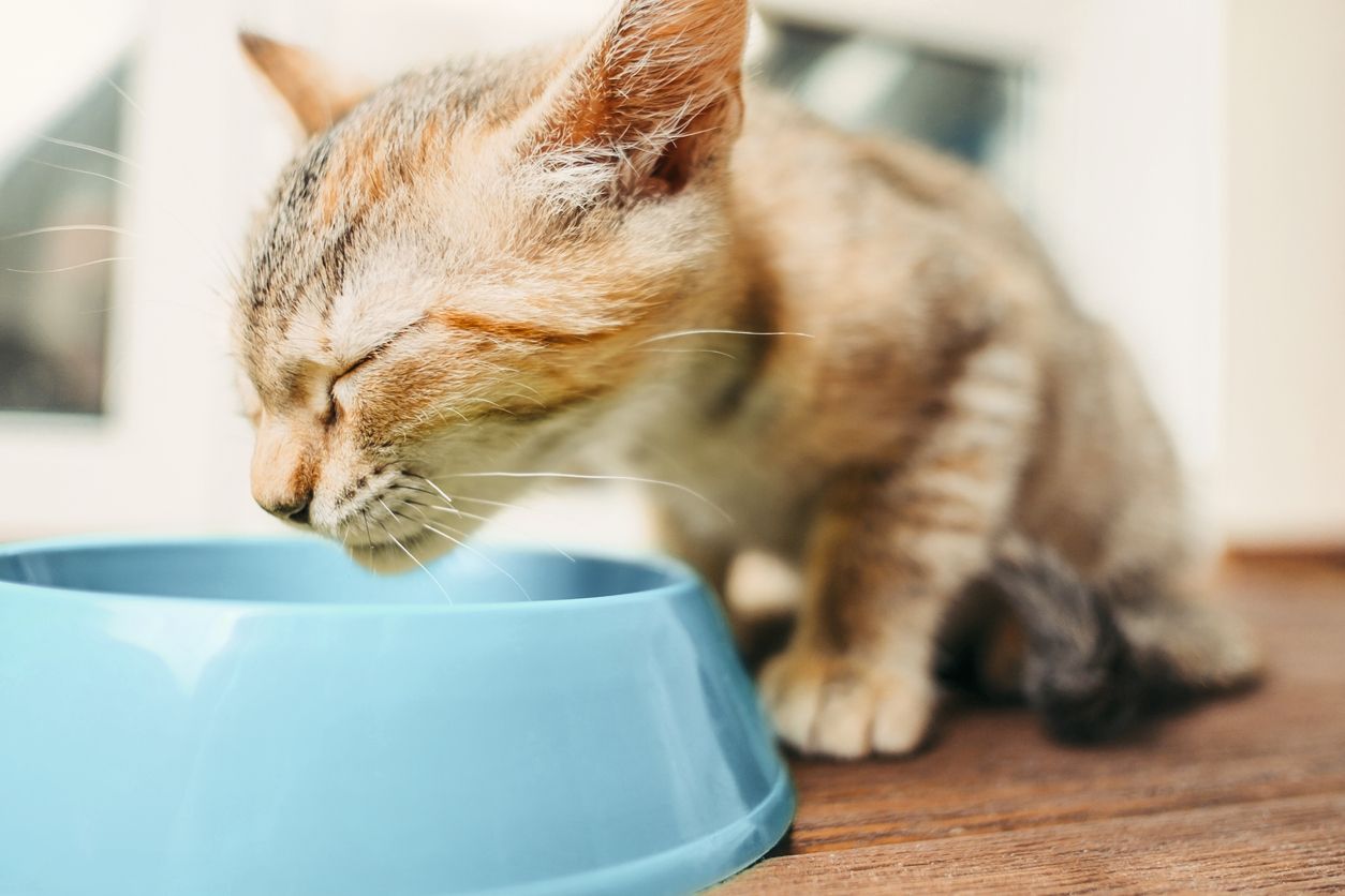 Weaning kittens: how and when it happens 