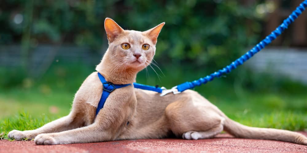 COME ABITUARE IL GATTO AL GUINZAGLIO
