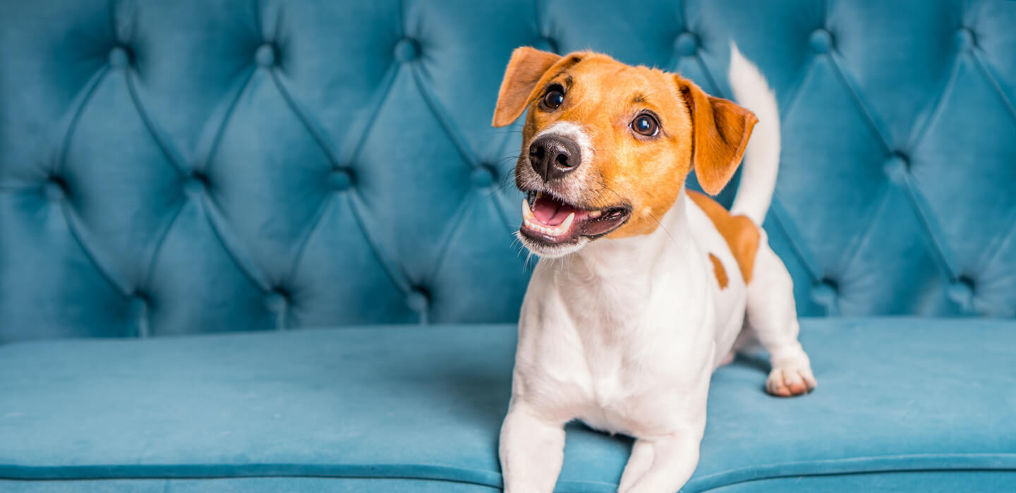 Cosa ti dice il tuo cane?