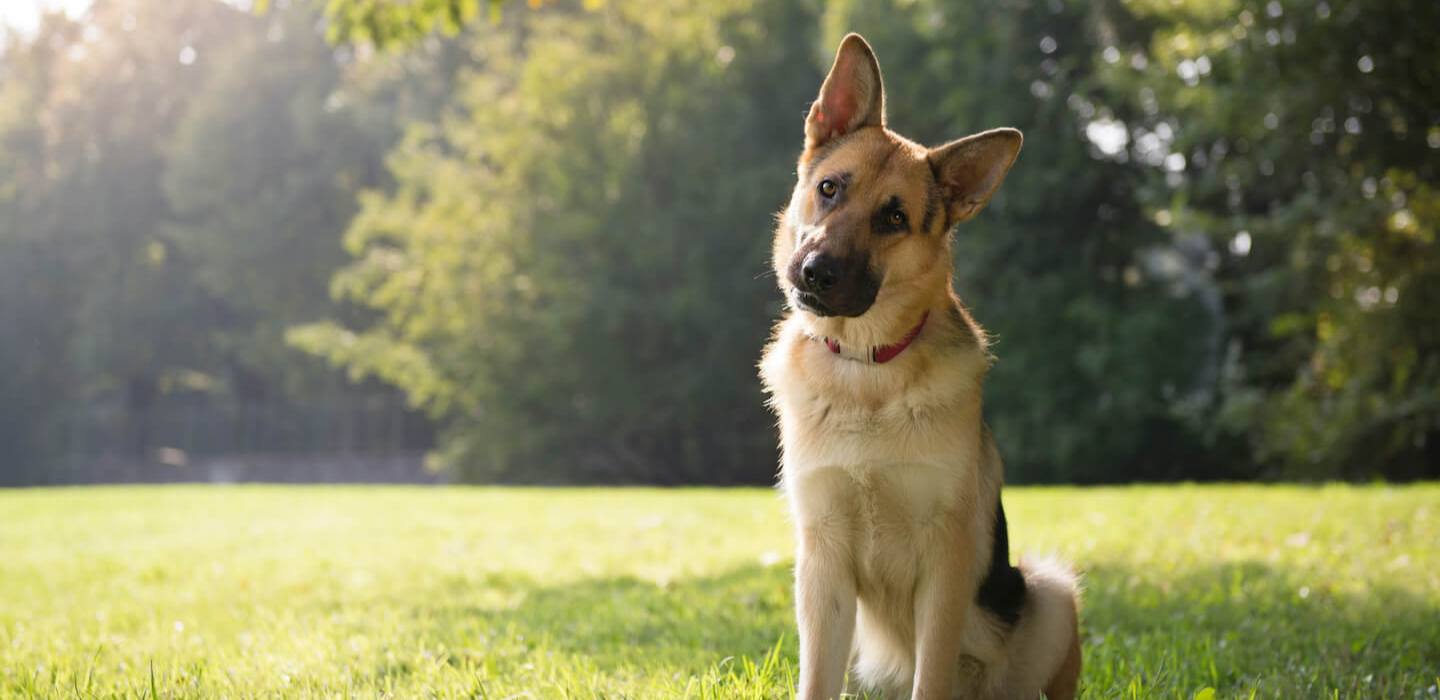 Come capire il comportamento del cane