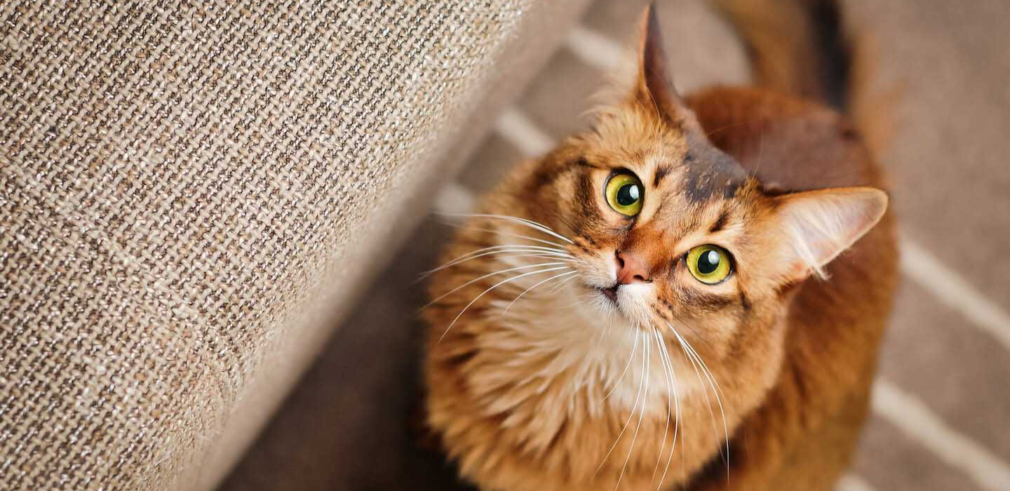 L’importanza degli omega 6 per i gatti e i cani