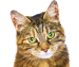 Gato selector