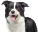 Perro selector