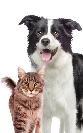 Cane border collie bianco e nero seduto accanto a un gatto soriano marrone, isolati su sfondo bianco