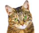 Gatto selector