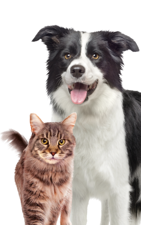 Cane border collie bianco e nero seduto accanto a un gatto soriano marrone, isolati su sfondo bianco