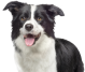 Cane selector