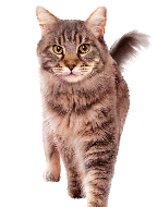 Brown tabby cat standing and looking at the camera, isolated on white background
