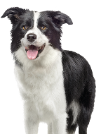 Black and white border collie dog sitting and looking at the camera, isolated on white background