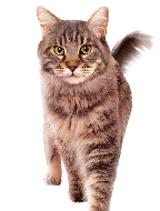 Brown tabby cat standing and looking at the camera, isolated on white background