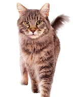 Brown tabby cat standing and looking at the camera, isolated on white background