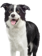 Black and white border collie dog sitting and looking at the camera, isolated on white background