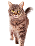 Brown tabby cat standing and looking at the camera, isolated on white background