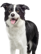 Black and white border collie dog sitting and looking at the camera, isolated on white background