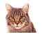 Cat selector