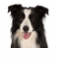 Dog selector